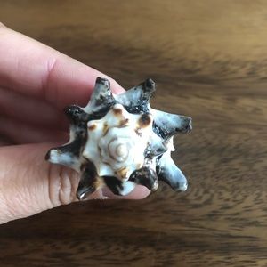 Natural Shell Ring size 8